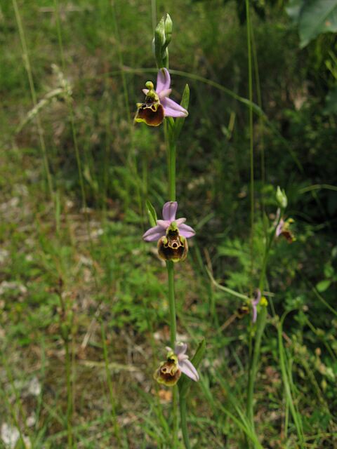 Ophrys fuciflora